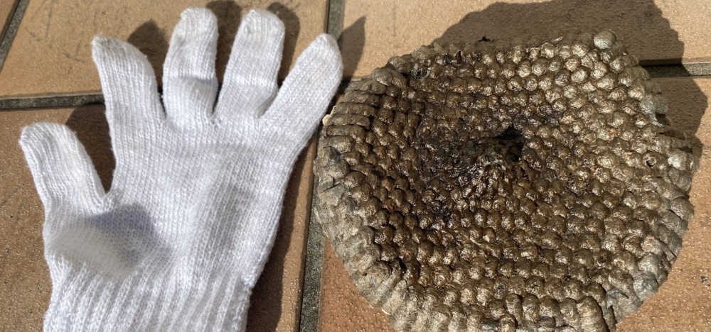蜂の巣と手袋