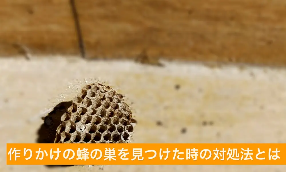 作りかけの蜂の巣を見つけた時の対処法