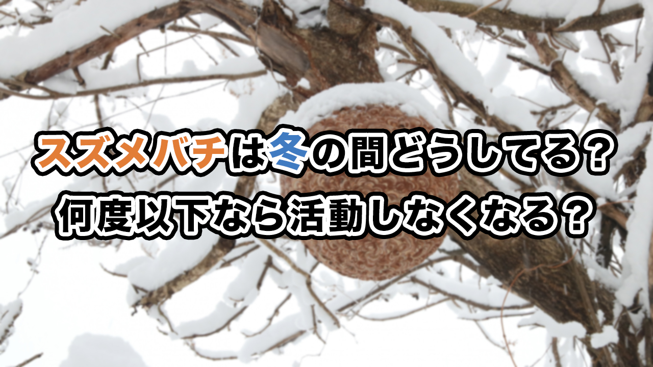 スズメバチは冬の間どうしてる？何度以下なら活動しなくなる？