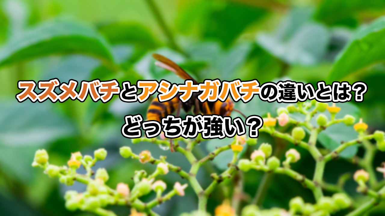 スズメバチとアシナガバチの違いとは？どっちが強い？