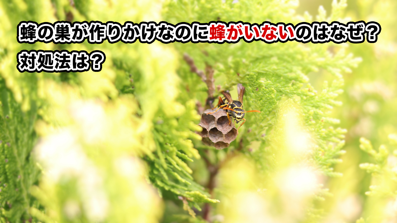 蜂の巣が作りかけなのに蜂いないのはなぜ？対処法は？