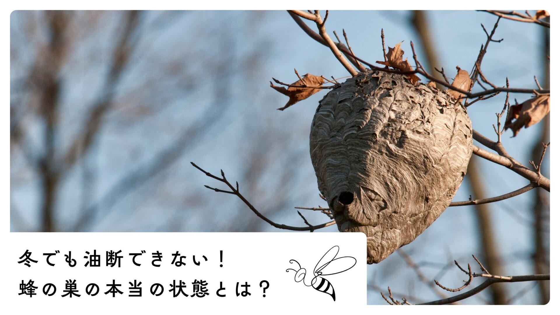 冬でも油断できない!蜂の巣の本当の状態とは?